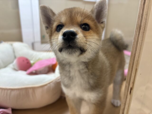 柴犬