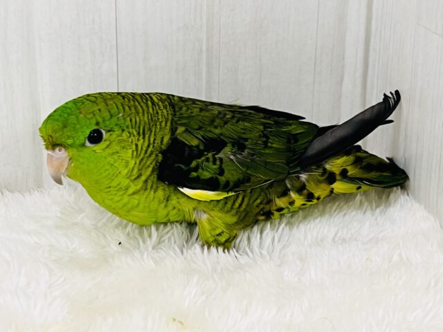 サザナミインコ