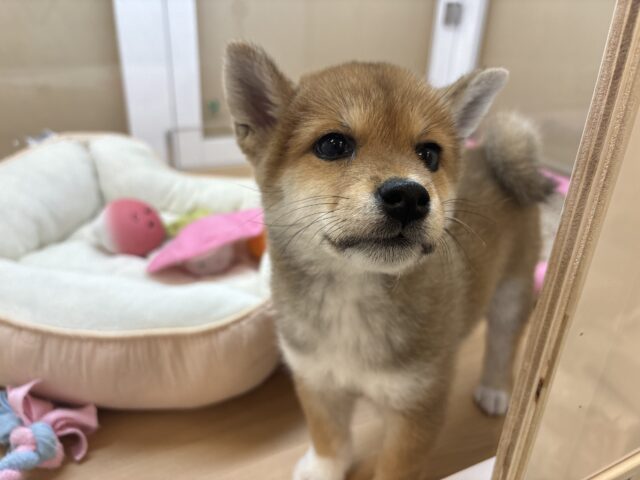 柴犬