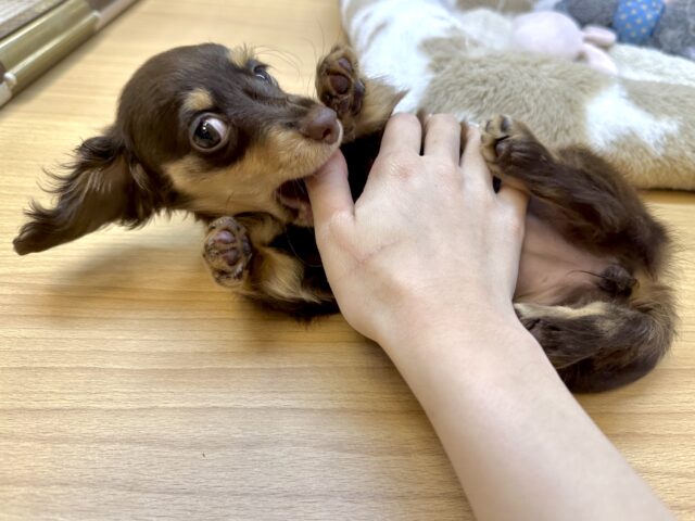 ミニチュアダックス