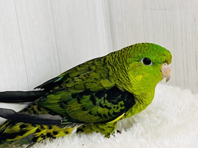 サザナミインコ