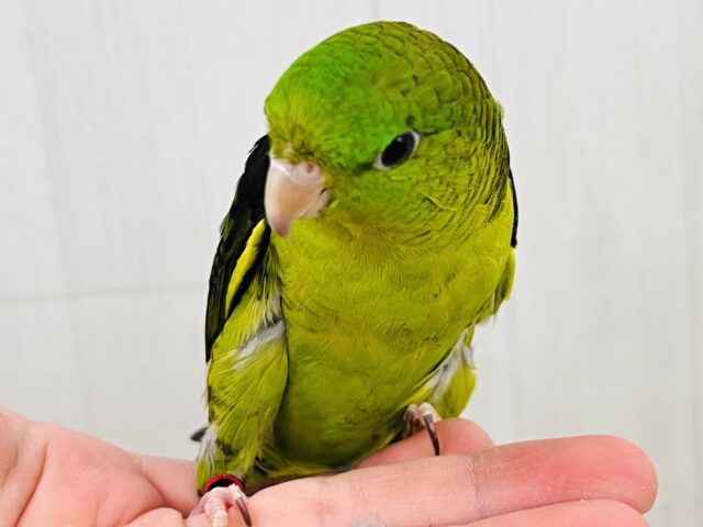 サザナミインコ