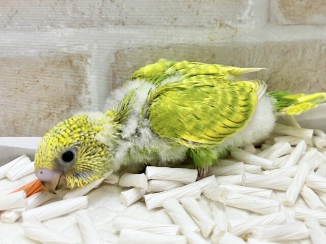 セキセイインコ