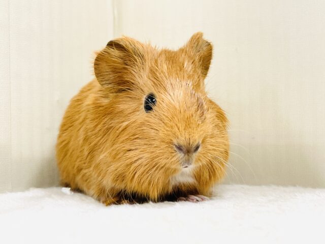 イングリッシュモルモット