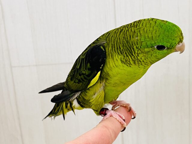 サザナミインコ