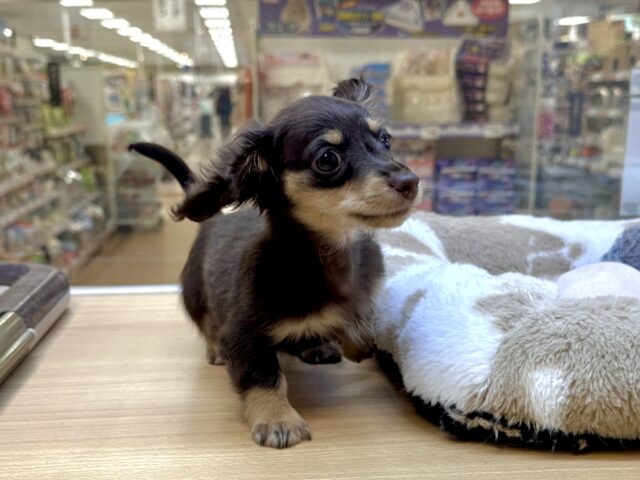 ミニチュアダックス