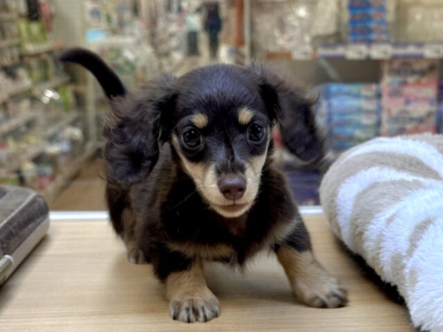 ミニチュアダックス