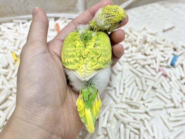 セキセイインコ