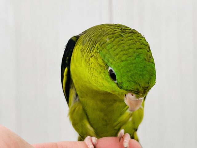 サザナミインコ