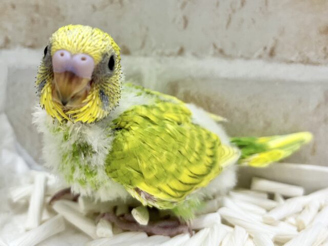 セキセイインコ