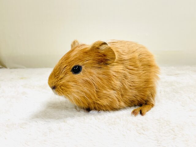 イングリッシュモルモット