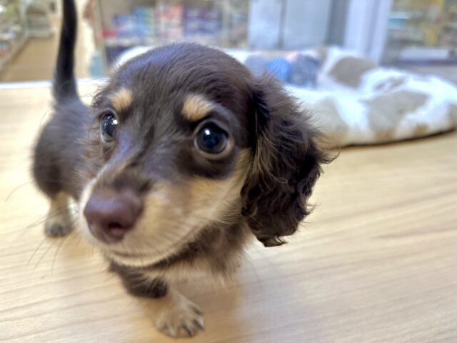 ミニチュアダックス