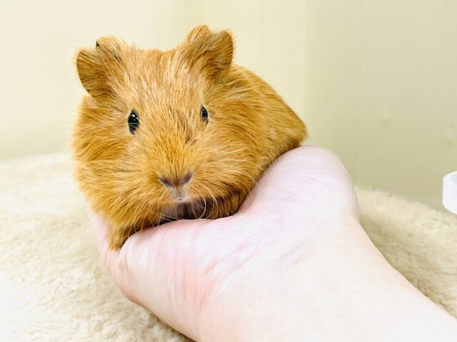 イングリッシュモルモット