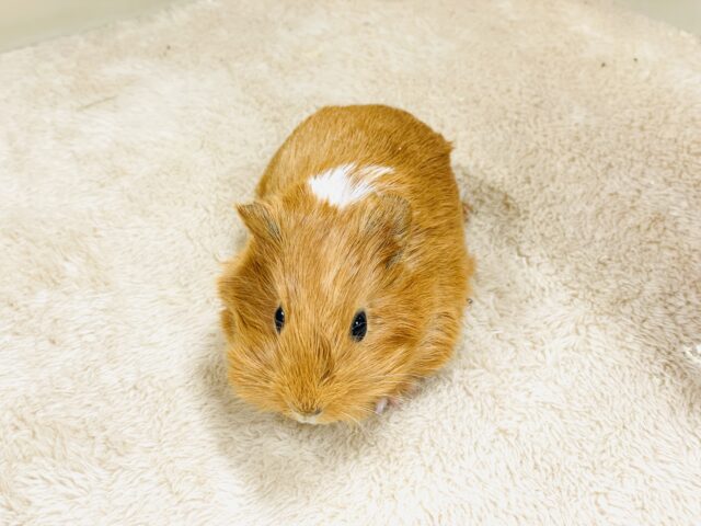 イングリッシュモルモット