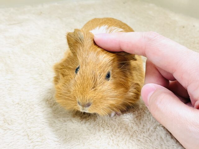 イングリッシュモルモット