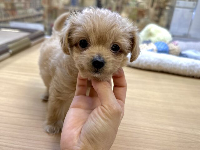 おっとり🧸🌙チワプーくん チワプー