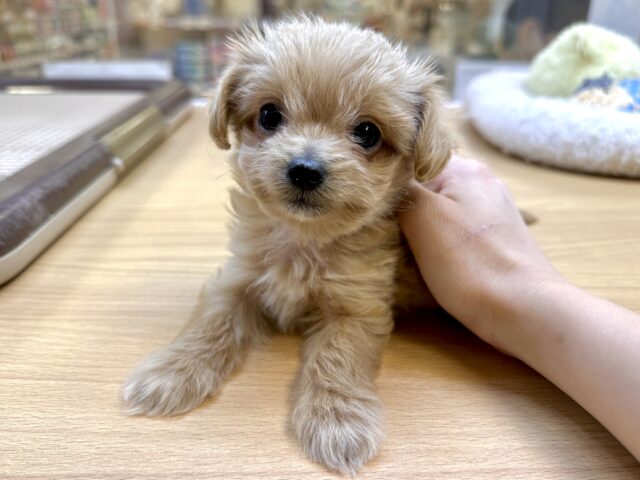 おっとり🧸🌙チワプーくん チワプー