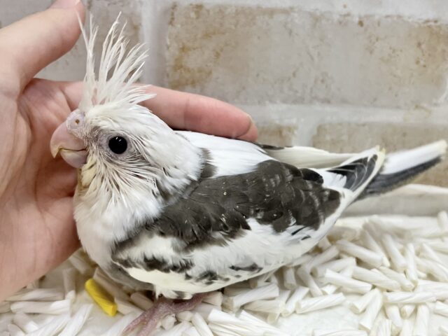 オカメインコ