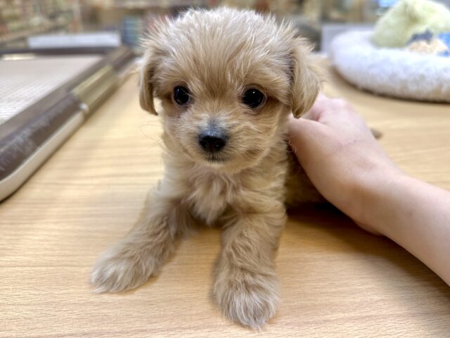 おっとり🧸🌙チワプーくん チワプー