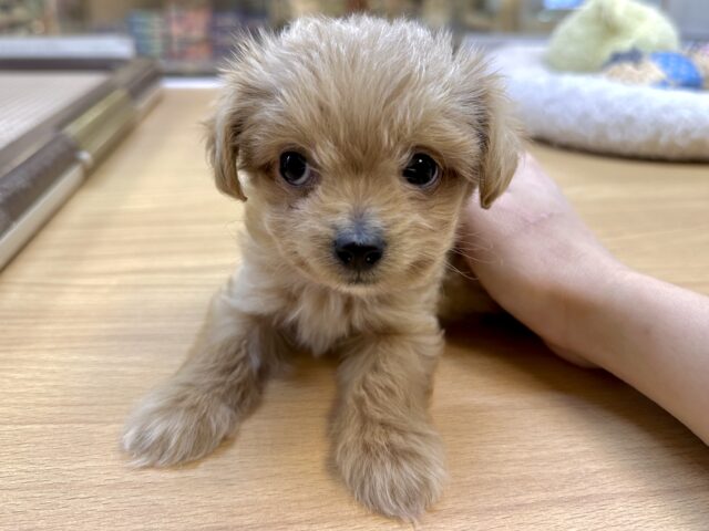 おっとり🧸🌙チワプーくん チワプー