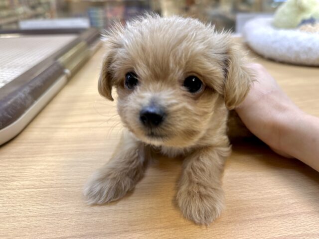 おっとり🧸🌙チワプーくん チワプー