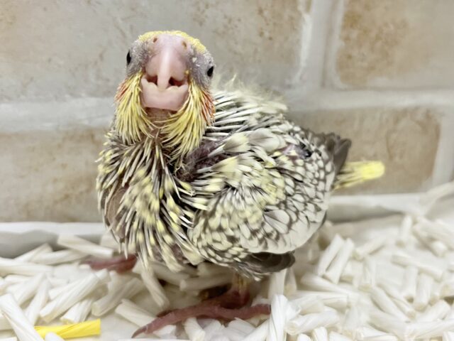 オカメインコ