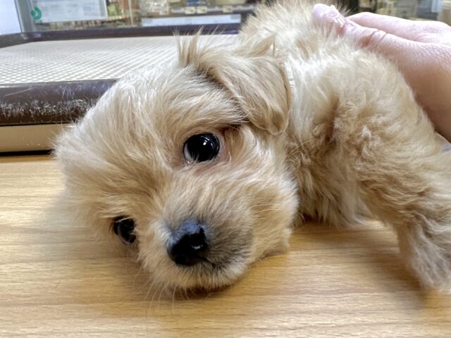 おっとり🧸🌙チワプーくん チワプー