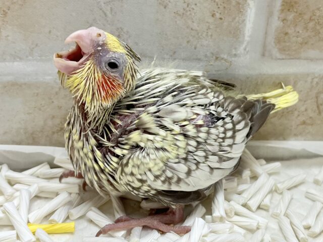 オカメインコ