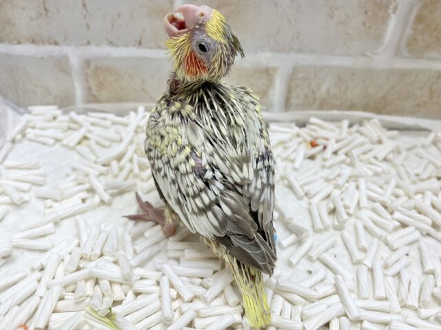 【🆙最新画像あり‼️】キレイなパール模様🫧✨ オカメインコ(シナモンパール) オカメインコ