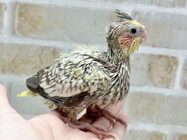 【🆙最新画像あり‼️】キレイなパール模様🫧✨ オカメインコ(シナモンパール) オカメインコ