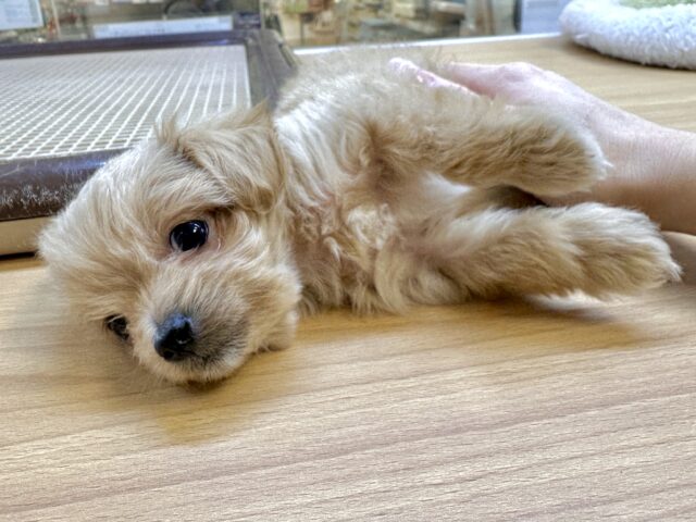 おっとり🧸🌙チワプーくん チワプー