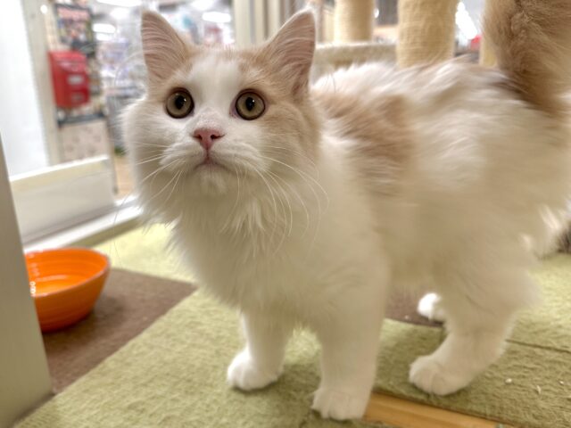 元気いっぱい🐱ラガマフィン男の子🧡 ラガマフィン