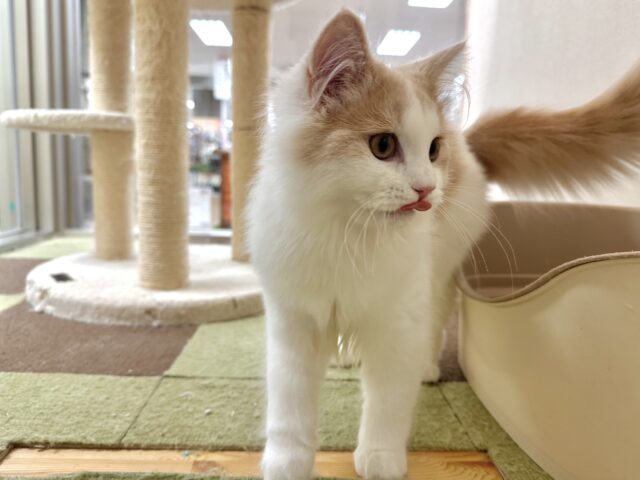 元気いっぱい🐱ラガマフィン男の子🧡 ラガマフィン