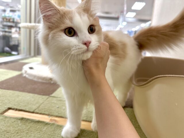 元気いっぱい🐱ラガマフィン男の子🧡 ラガマフィン