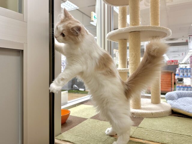 元気いっぱい🐱ラガマフィン男の子🧡 ラガマフィン