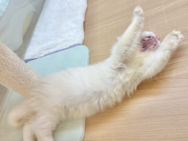 ほんとは……とびっきり甘えたい♥ラガマフィンくん! ラガマフィン