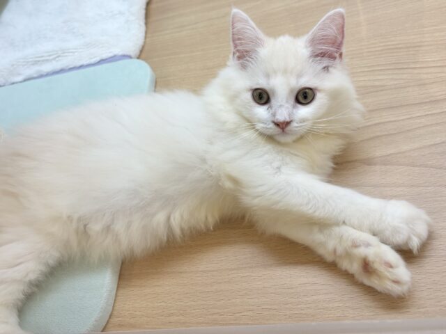 ほんとは……とびっきり甘えたい♥ラガマフィンくん! ラガマフィン