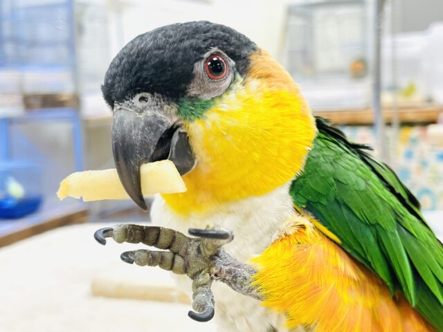 【最新動画】黒い頭が魅力的な元気っ子💕ズグロシロハラインコ(男の子) ズグロシロハラインコ