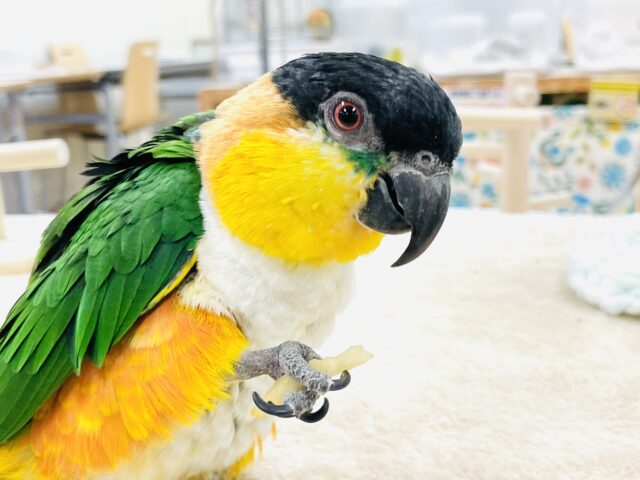 【最新動画】黒い頭が魅力的な元気っ子💕ズグロシロハラインコ(男の子) ズグロシロハラインコ