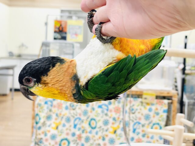 【最新動画】黒い頭が魅力的な元気っ子💕ズグロシロハラインコ(男の子) ズグロシロハラインコ