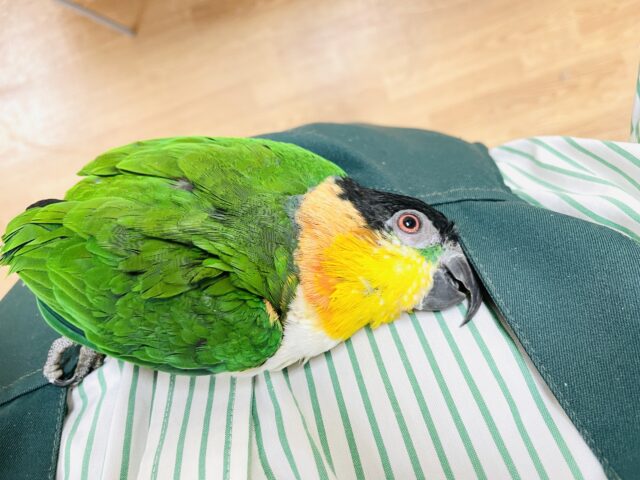 【最新動画】黒い頭が魅力的な元気っ子💕ズグロシロハラインコ(男の子) ズグロシロハラインコ