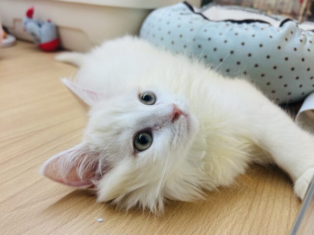 ほんとは……とびっきり甘えたい♥ラガマフィンくん! ラガマフィン