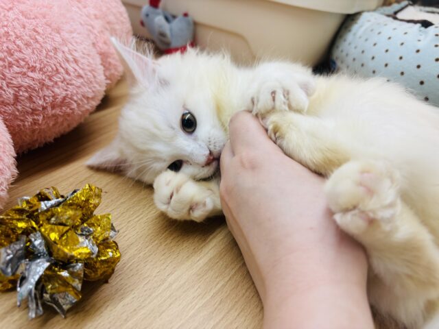 ほんとは……とびっきり甘えたい♥ラガマフィンくん! ラガマフィン