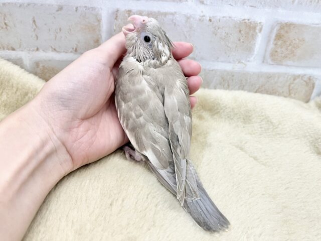 【🆙最新画像あり‼️】優しい瞳です🥰 オカメインコ(ホワイトフェイスシナモン) オカメインコ
