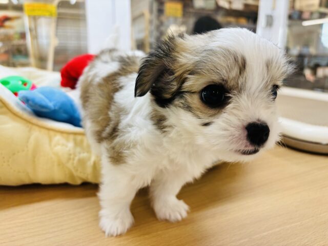 チワマル（マルチワ）