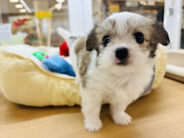 チワマル（マルチワ）