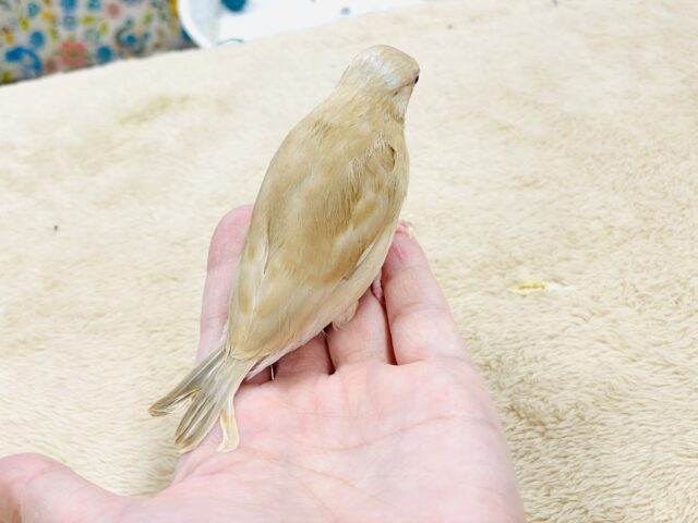 シナモン文鳥