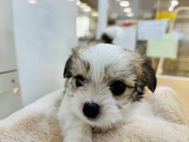 チワマル（マルチワ）