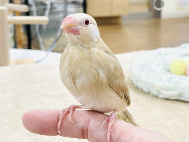シナモン文鳥