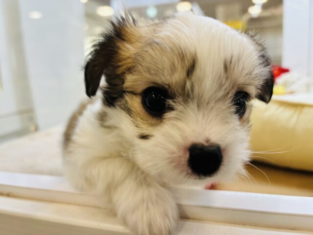 チワマル（マルチワ）